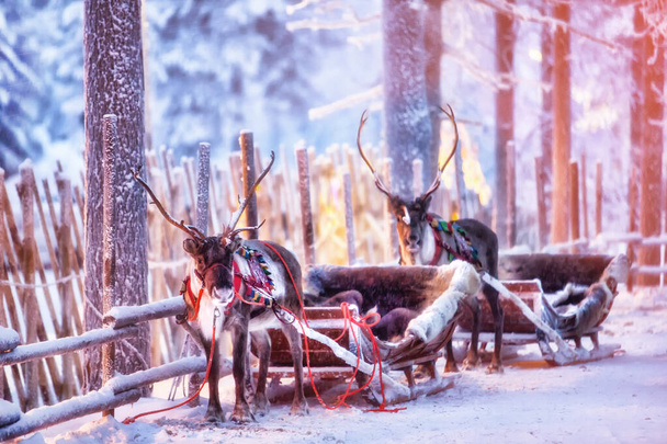 Олень з саней в зимовому лісі в Рованіємі, Лапландії, Фінляндія - Фото, зображення