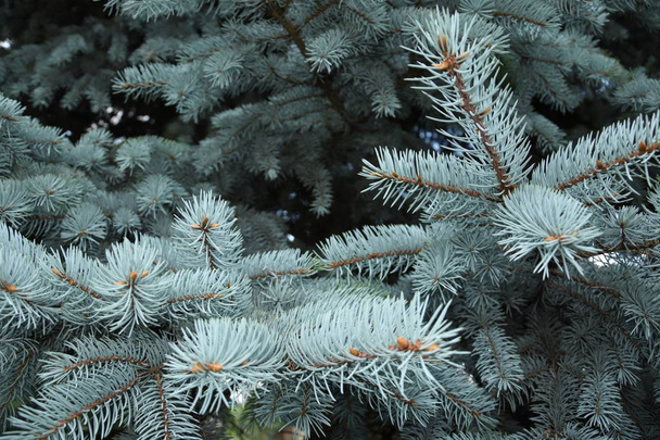 Karácsonyi háttér, természetes ágak kék lucfenyő, közelkép. - Fotó, kép
