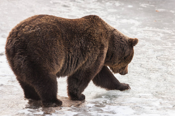 Brown Bear (Ursus arctos) en Lake Clark National Park, Alaska, EE.UU.
 - Foto, Imagen