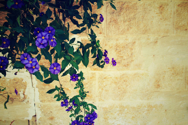 Purple Lobelia growing over a stone wall - Photo, Image