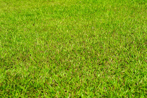 grama verde vista no dia ensolarado
 - Foto, Imagem