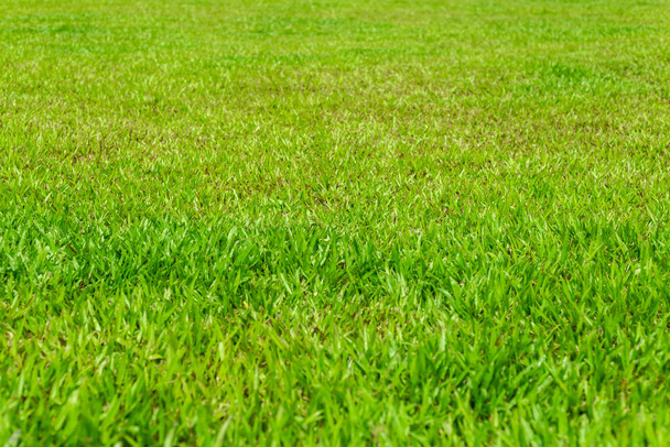 Blick auf grünes Gras an sonnigem Tag - Foto, Bild