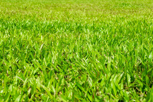 grama verde vista no dia ensolarado
 - Foto, Imagem