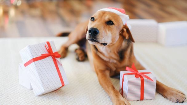 自宅でクリスマスを祝う贈り物を持つ愛らしい犬. - 写真・画像