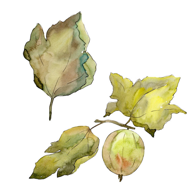 Gooseberry healthy food. Watercolor background illustration set. Isolated berries illustration element. - Valokuva, kuva
