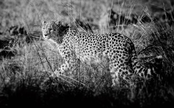 Gepard (Acinonyx jubatus soemmeringii) w Okavango-delta w Botswanie - Zdjęcie, obraz