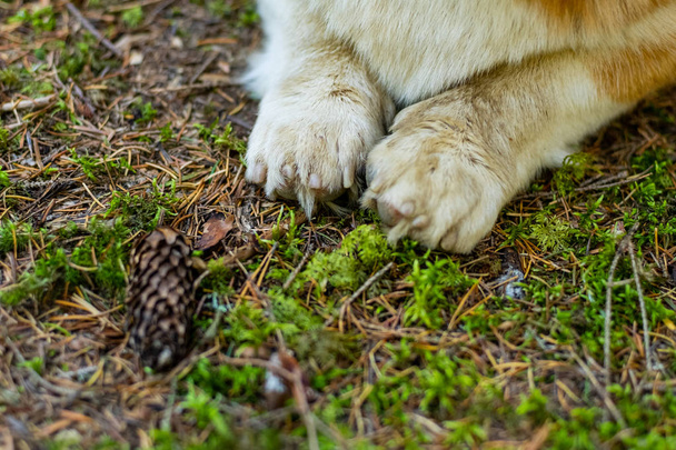 Gros plan de jolies pattes de chien corgi dans la forêt
 - Photo, image