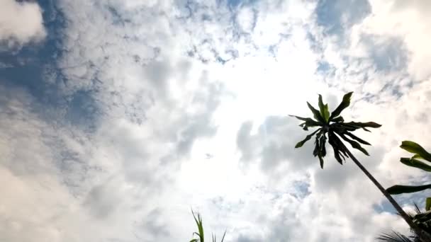 Tempo di decadenza tropicale cielo a mezzogiorno in 4K
 - Filmati, video