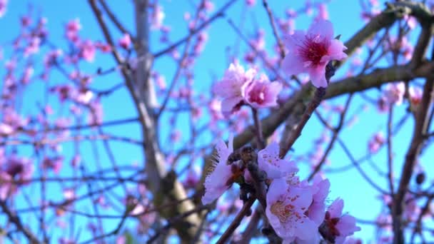 The Cherry Blossoms stock video to niesamowity kawałek wideo, który pokazuje kwiaty wiśni na gałęziach drzew rozciągających się w kierunku siebie jak dach w przyrodzie. Ten materiał 3840x2160 ma zastosowanie do każdego projektu mającego związek z naturą.. - Materiał filmowy, wideo