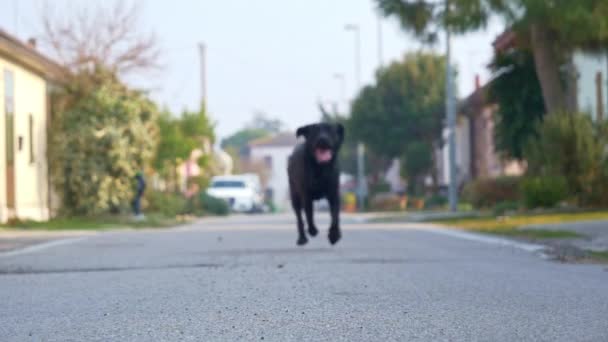 The Black Labrador stock video is an excellent bit of footage that features a black Labrador running on a residential street in slow motion. This 1920x1080 (HD) footage is suitable to use in any project that relates to animals. - Footage, Video