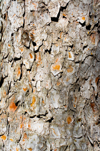 Strom kůra zavřít pohled kůra textura - Fotografie, Obrázek