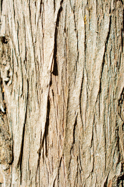 Δέντρο φλοιό close up δείτε φλοιό υφή - Φωτογραφία, εικόνα