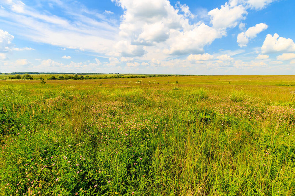 Summer landscape with green grass on a meadow and sky - Foto, Bild