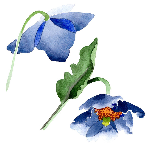 Blauer Klatschmohn mit botanischen Blüten. Aquarell Hintergrundillustration Set. isoliertes Mohnillustrationselement. - Foto, Bild