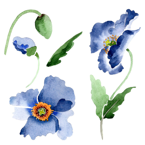 Niebieski mak kwiatowe kwiaty botaniczne. Zestaw ilustracji tła akwareli. Izolowany element ilustracji maku. - Zdjęcie, obraz