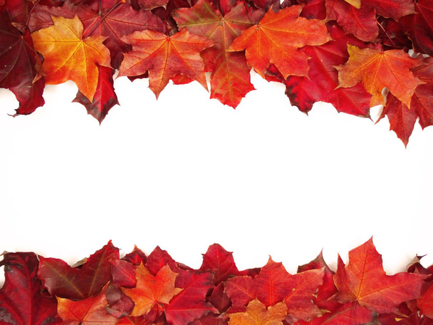 Осенний лес с кленовыми деревьями и солнечными балками
 - Фото, изображение