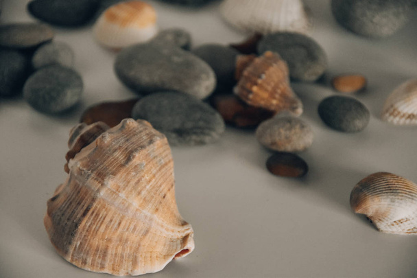sea shell summer beach stones - 写真・画像
