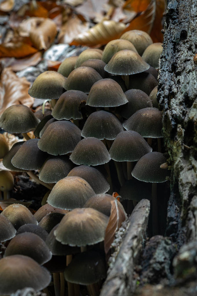 Pilze im Herbst mit ihren unterschiedlichen Farben und Formen - Foto, Bild