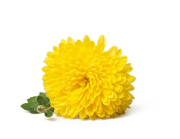 Yellow  chrysanthemum flowers isolated on white  - Фото, зображення