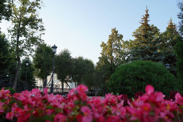 Stadtblumen. ein Blumenbeet im Stadtpark. schöne Landschaft. Natur..                                - Foto, Bild
