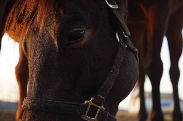 Portrait d'un cheval brun en plein air, gros plan
 - Photo, image