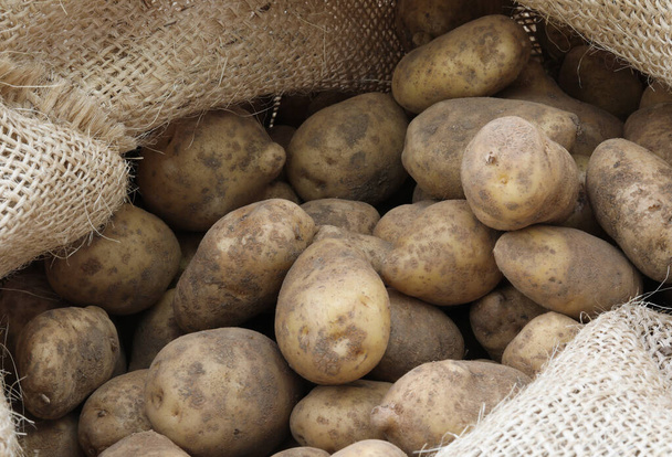 molte patate nel sacco di iuta
 - Foto, immagini