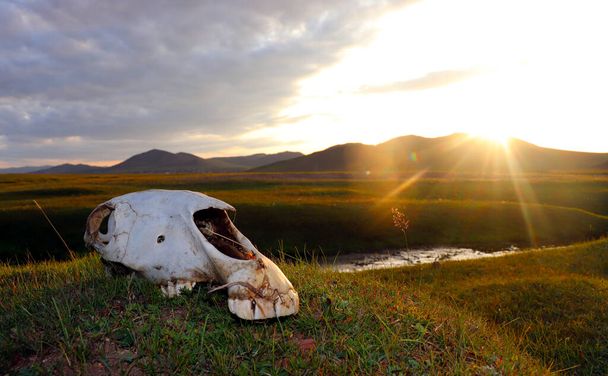 Moğol çölünde küçük bir nehrin yanında hayvan kafatası. - Fotoğraf, Görsel