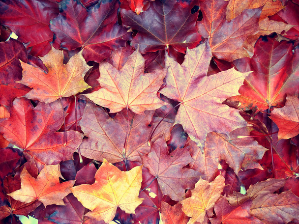 foresta di fondo autunno con aceri e travi soleggiate
 - Foto, immagini