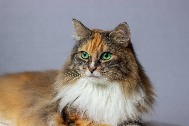 Retrato de um adorável gato da floresta norueguesa com belos olhos verdes
 - Foto, Imagem