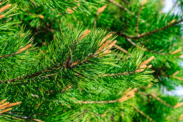 Young shoots of pine trees in the forest spring - Photo, Image