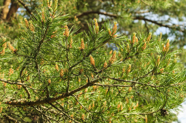 Jóvenes brotes de pinos en el bosque primavera
 - Foto, imagen