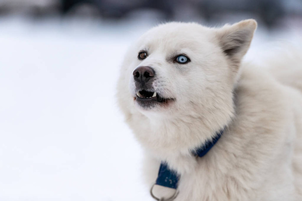 Husky dog funny grin portrait, winter snowy background. Funny pet on walking before sled dog training. Beautiful blue eyes. - Photo, Image