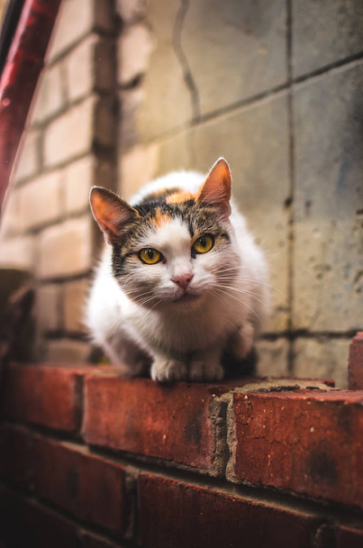 Inzichtelijke kat zittend op een bakstenen muur in warme kleuren, portret - Foto, afbeelding