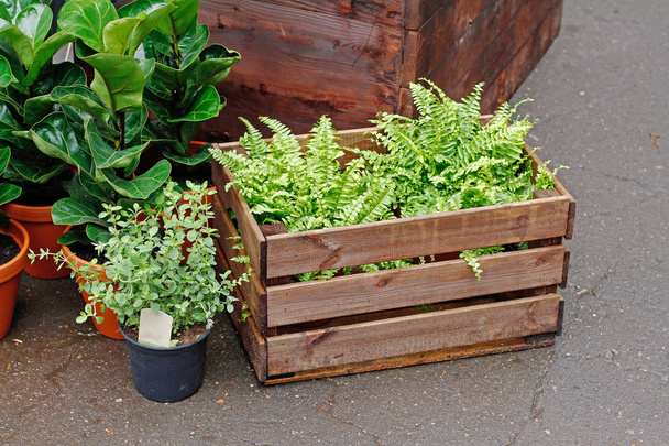 Ferns in a wooden box and ficus at market - Valokuva, kuva