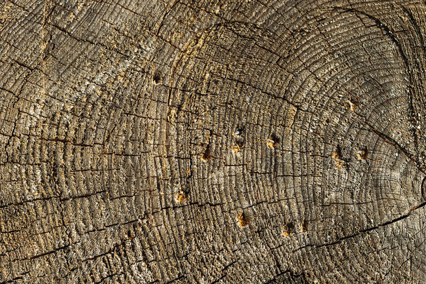 log of pine - Фото, изображение