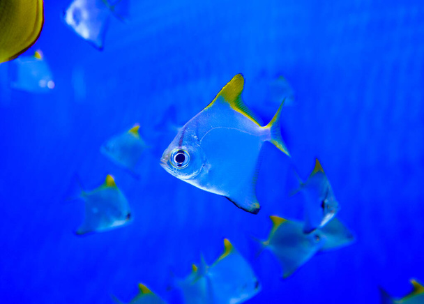 Close up shot of underwater world  - Foto, Imagem