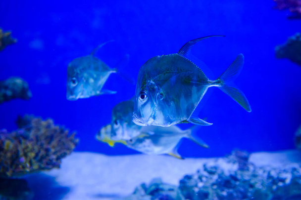 Close up shot of underwater world  - Foto, Bild