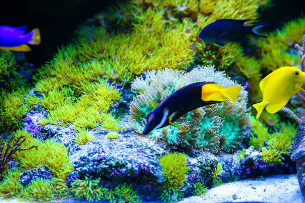 Close up shot of underwater world  - Foto, Imagem