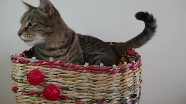 Sleepy cat in a basket is falling asleep and wagging its tail. - Footage, Video