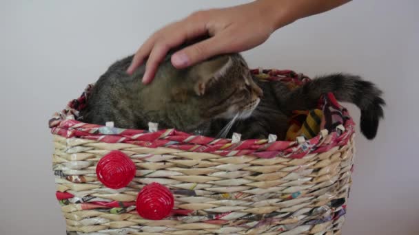 schläfriger Kater in einem Korb. Die Hand einer Frau streichelt eine gestreifte Katze. - Filmmaterial, Video