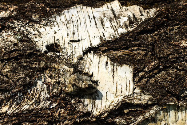 the bark of old birch tree texture - Фото, изображение