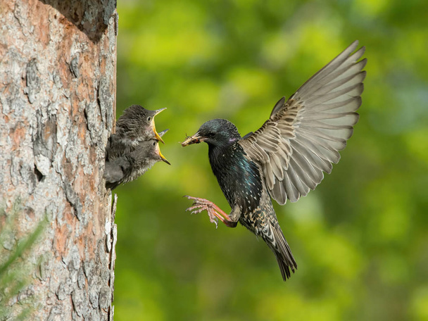 O Starling Comum, Sturnus vulgaris está voando com algum inseto para alimentar seu filhote, o jovem pássaro está abrindo seu bico para ser alimentado, luz dourada bonita, fundo verde
 - Foto, Imagem