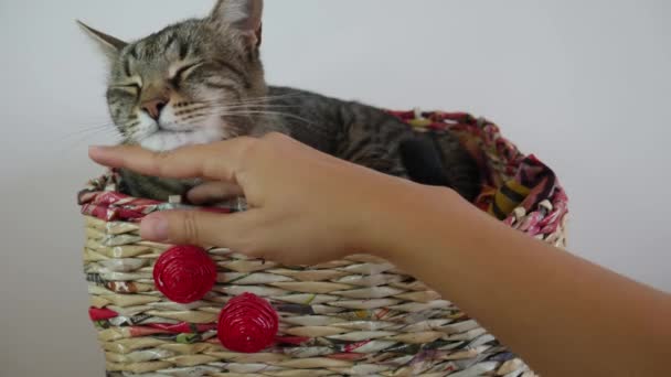  Το χέρι μιας γυναίκας χαϊδεύει μια νυσταγμένη ριγέ γάτα σε μια γάτα καλάθι. - Πλάνα, βίντεο