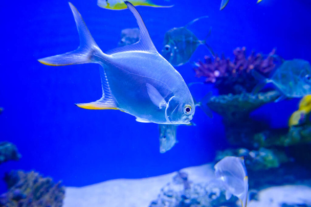 tropical sea fish - Photo, image