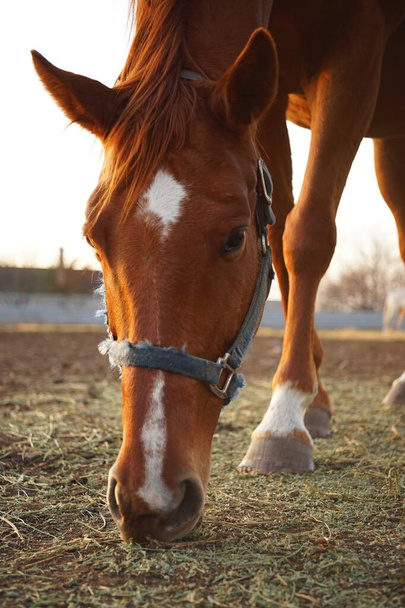 Portret brązowego konia jedzącego trawę. - Zdjęcie, obraz