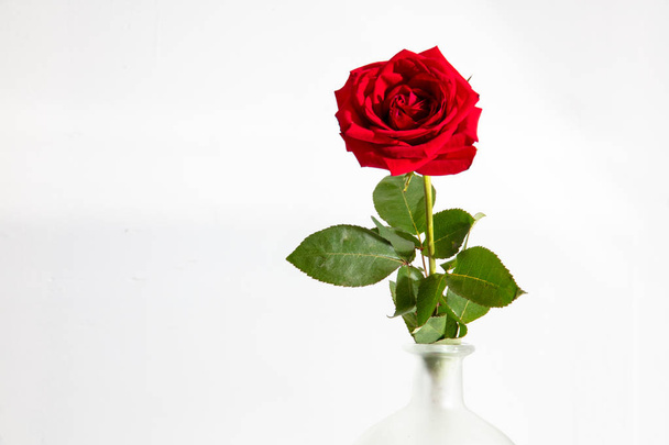 Beautiful fully open red rose on white backround.Studio shot from above. - Foto, Imagem