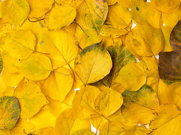 many yellowed dry apricot leaves, full frame - Photo, Image