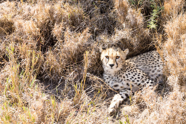 Cheetah cub. Serengeti National Park, Tanzania, Africa - Foto, Imagem