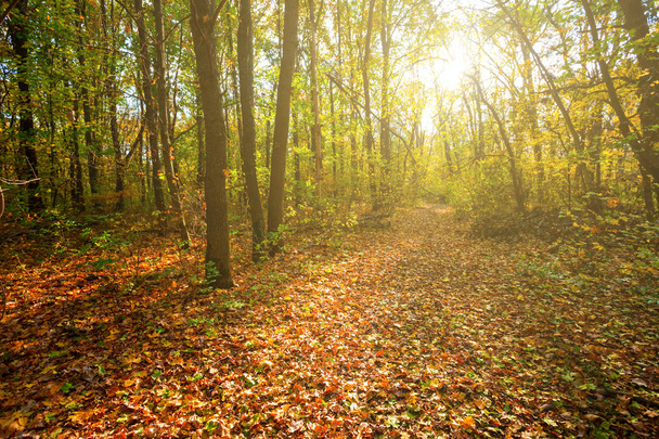 όμορφο δάσος φθινόπωρο ξέφωτο καλύπτονται από ξηρά φύλλα στο φως του ήλιου το βράδυ - Φωτογραφία, εικόνα
