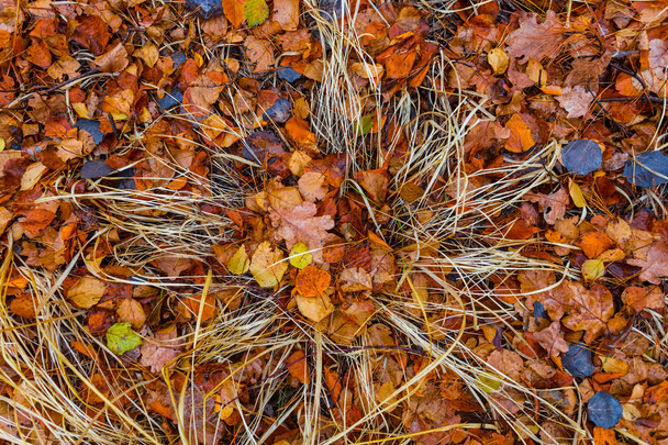 closeup red dry autumn leaves and grass, natural outdoor background - Photo, Image